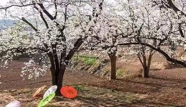 一场杏花雨带火土默特右旗的N种可能