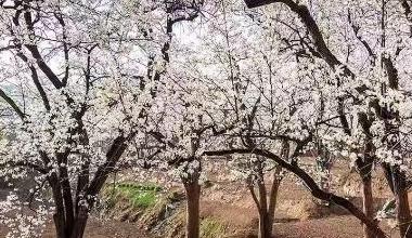 北疆生态文旅行业产教融合共同体成立