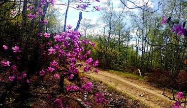 “歌游内蒙古·悦动阿尔山”2025年阿尔山杜鹃赏游季将启