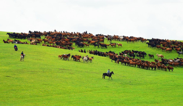 新巴尔虎左旗：千年轮牧智慧绘就草原生态与发展新图景