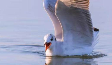 乌海湖国庆期间“鸥宝”降临 邀您打卡潮流地标