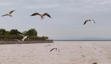 乌海新游轮启航，开启“沙海观鸥”全新体验