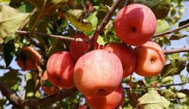 和林格尔县四犋夭村：颗颗“幸福果”映红增收路