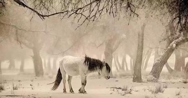 1550557390667013453.jpg s1812121658293545252.jpg