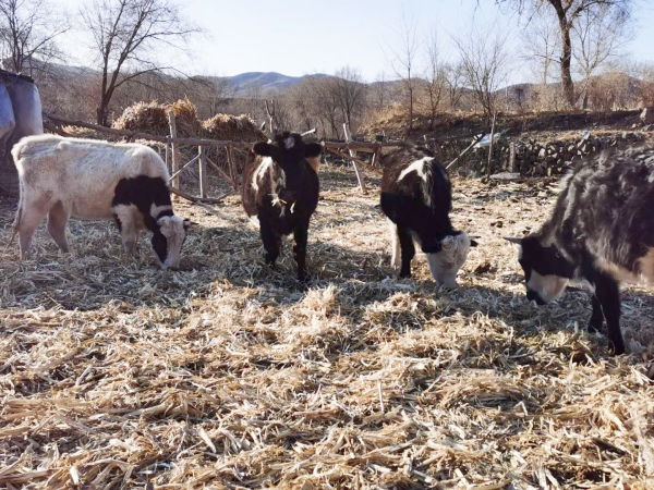 图二：棚圈中的牛正欢快的吃着饲草(1).jpg